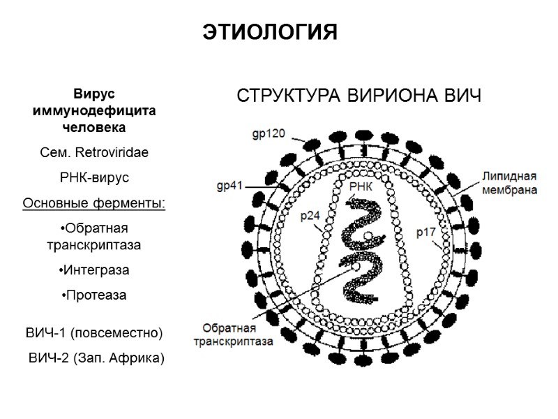 СТРУКТУРА ВИРИОНА ВИЧ ЭТИОЛОГИЯ Вирус иммунодефицита человека Сем. Retroviridae РНК-вирус Основные ферменты: Обратная транскриптаза